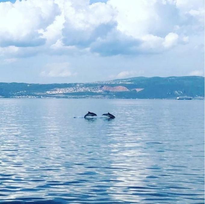 Blue Pier Hotel Κοτζαελί Εξωτερικό φωτογραφία